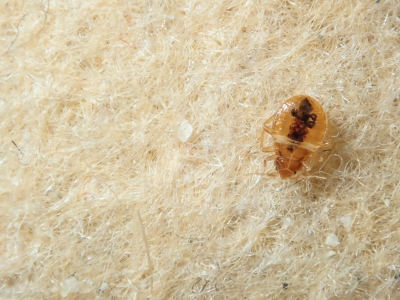 bugs 
