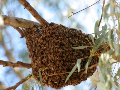 bees