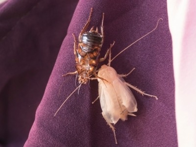 cockroach